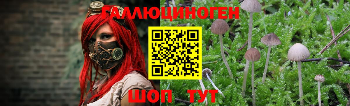 Псилоцибиновые грибы ЛСД Малгобек