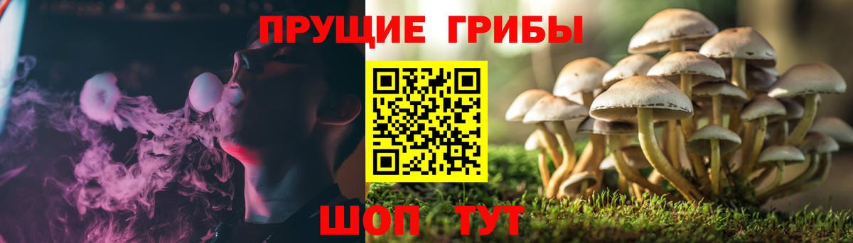 Псилоцибиновые грибы мицелий  Малгобек  Галлюциногенные грибы Cubensis 